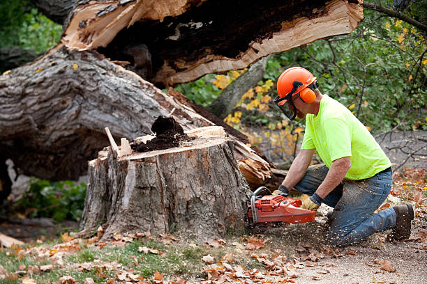 Kensington Park, FL Tree Care  Company